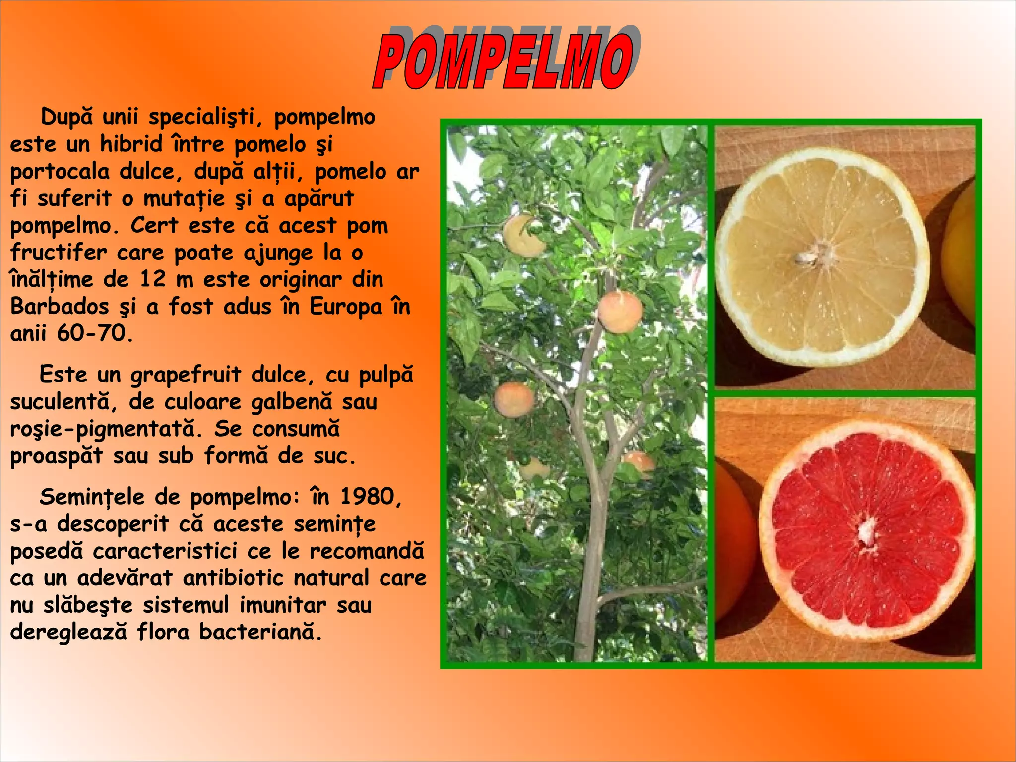 După unii specialişti, pompelmo
este un hibrid între pomelo şi
portocala dulce, după alţii, pomelo ar
fi suferit o mutaţie şi a apărut
pompelmo. Cert este că acest pom
fructifer care poate ajunge la o
înălţime de 12 m este originar din
Barbados şi a fost adus în Europa în
anii 60-70.
Este un grapefruit dulce, cu pulpă
suculentă, de culoare galbenă sau
roşie-pigmentată. Se consumă
proaspăt sau sub formă de suc.
Seminţele de pompelmo: în 1980,
s-a descoperit că aceste seminţe
posedă caracteristici ce le recomandă
ca un adevărat antibiotic natural care
nu slăbeşte sistemul imunitar sau
dereglează flora bacteriană.
 