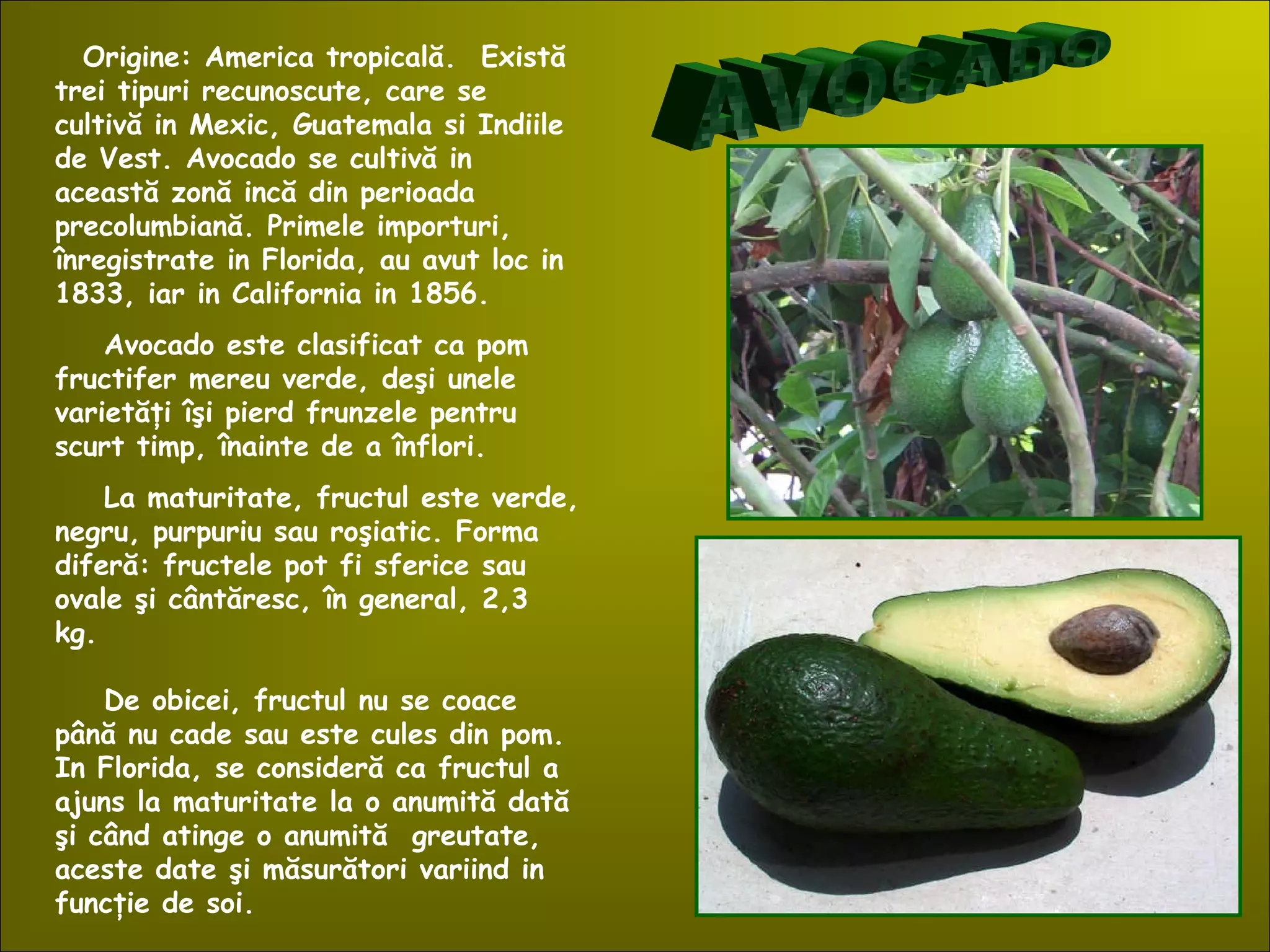 Origine: America tropicală. Există
trei tipuri recunoscute, care se
cultivă in Mexic, Guatemala si Indiile
de Vest. Avocado se cultivă in
această zonă incă din perioada
precolumbiană. Primele importuri,
înregistrate in Florida, au avut loc in
1833, iar in California in 1856.
Avocado este clasificat ca pom
fructifer mereu verde, deşi unele
varietăţi îşi pierd frunzele pentru
scurt timp, înainte de a înflori.
La maturitate, fructul este verde,
negru, purpuriu sau roşiatic. Forma
diferă: fructele pot fi sferice sau
ovale şi cântăresc, în general, 2,3
kg.
De obicei, fructul nu se coace
până nu cade sau este cules din pom.
In Florida, se consideră ca fructul a
ajuns la maturitate la o anumită dată
şi când atinge o anumită greutate,
aceste date şi măsurători variind in
funcţie de soi.
 