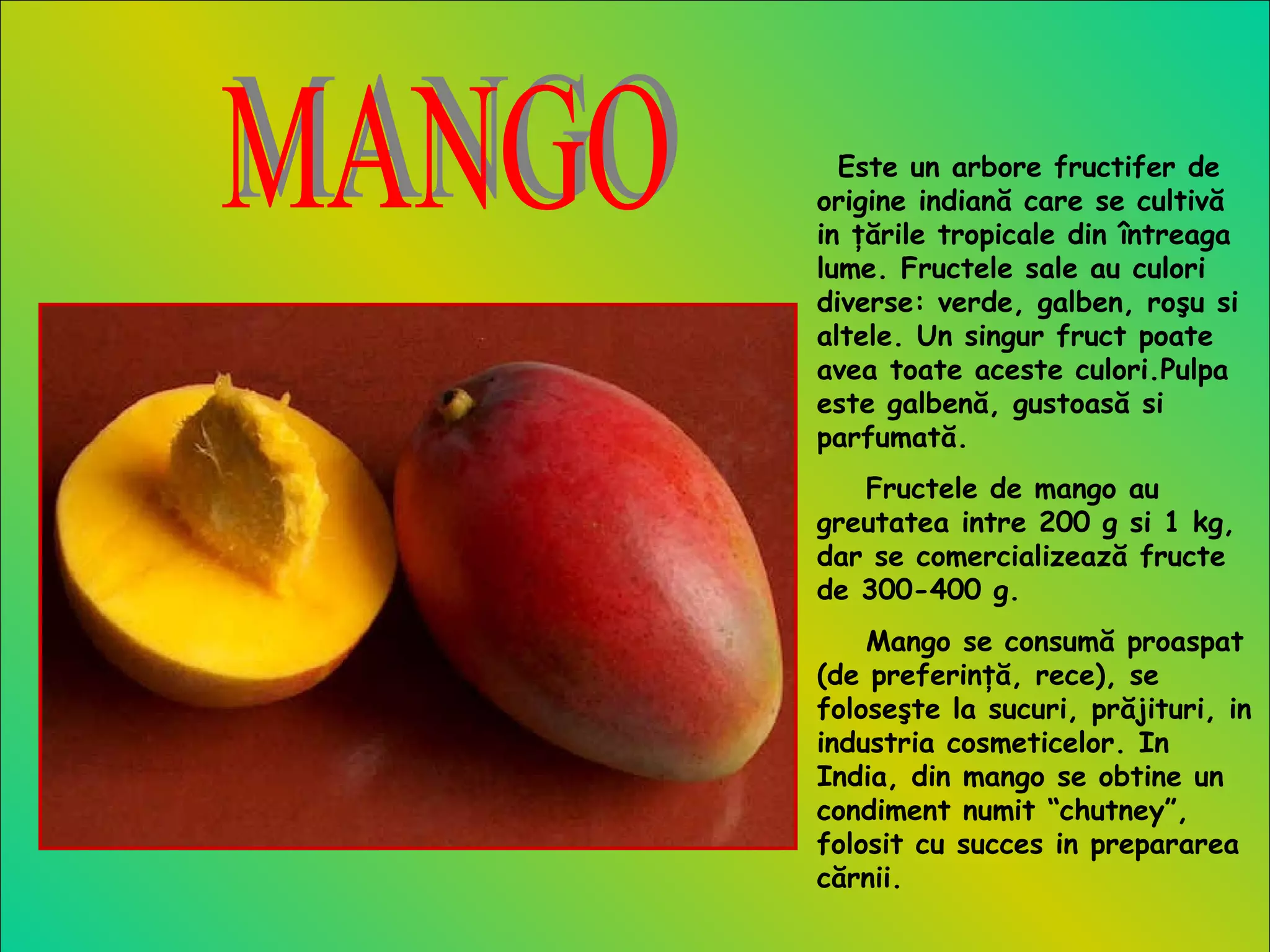 Este un arbore fructifer de
origine indiană care se cultivă
in ţările tropicale din întreaga
lume. Fructele sale au culori
diverse: verde, galben, roşu si
altele. Un singur fruct poate
avea toate aceste culori.Pulpa
este galbenă, gustoasă si
parfumată.
Fructele de mango au
greutatea intre 200 g si 1 kg,
dar se comercializează fructe
de 300-400 g.
Mango se consumă proaspat
(de preferinţă, rece), se
foloseşte la sucuri, prăjituri, in
industria cosmeticelor. In
India, din mango se obtine un
condiment numit “chutney”,
folosit cu succes in prepararea
cărnii.
 