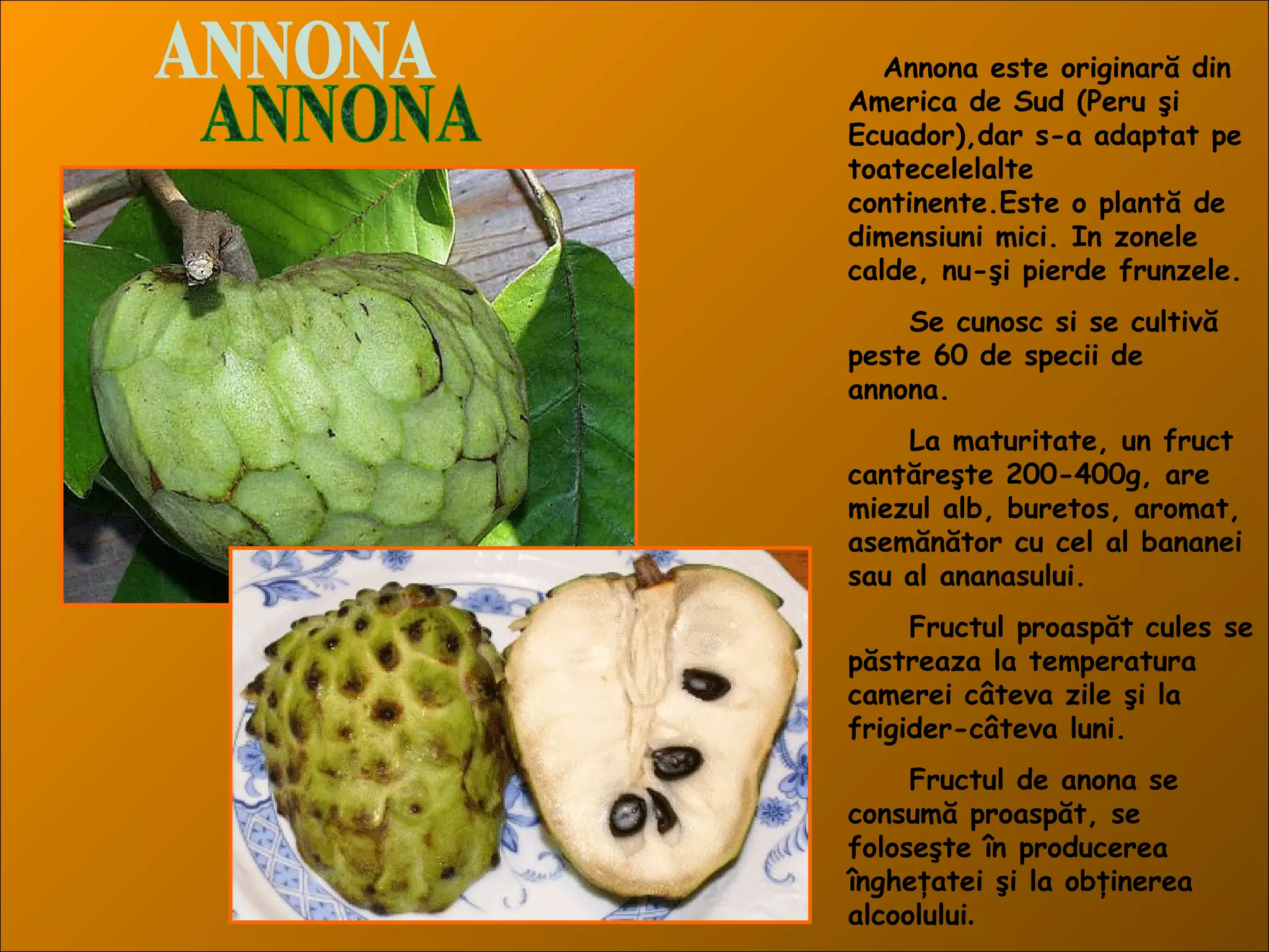Annona este originară din
America de Sud (Peru şi
Ecuador),dar s-a adaptat pe
toatecelelalte
continente.Este o plantă de
dimensiuni mici. In zonele
calde, nu-şi pierde frunzele.
Se cunosc si se cultivă
peste 60 de specii de
annona.
La maturitate, un fruct
cantăreşte 200-400g, are
miezul alb, buretos, aromat,
asemănător cu cel al bananei
sau al ananasului.
Fructul proaspăt cules se
păstreaza la temperatura
camerei câteva zile şi la
frigider-câteva luni.
Fructul de anona se
consumă proaspăt, se
foloseşte în producerea
îngheţatei şi la obţinerea
alcoolului.
 