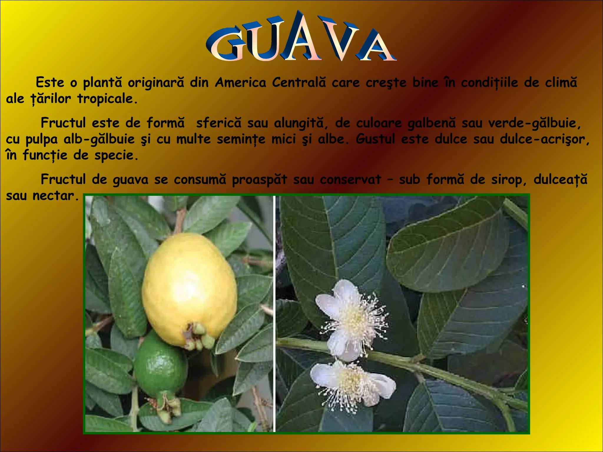 Este o plantă originară din America Centrală care creşte bine în condiţiile de climă
ale ţărilor tropicale.
Fructul este de formă sferică sau alungită, de culoare galbenă sau verde-gălbuie,
cu pulpa alb-gălbuie şi cu multe seminţe mici şi albe. Gustul este dulce sau dulce-acrişor,
în funcţie de specie.
Fructul de guava se consumă proaspăt sau conservat – sub formă de sirop, dulceaţă
sau nectar.
 