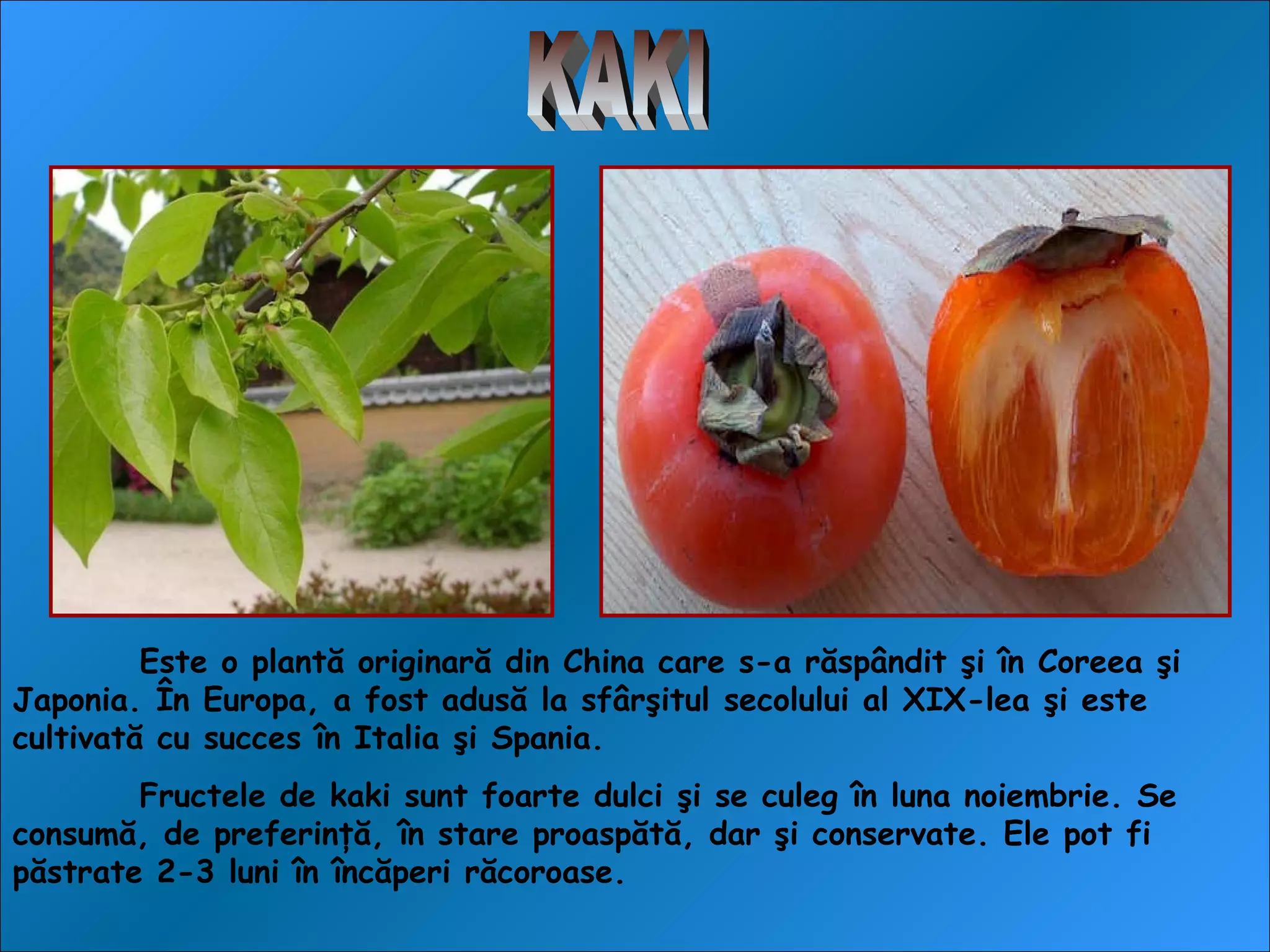 Este o plantă originară din China care s-a răspândit şi în Coreea şi
Japonia. În Europa, a fost adusă la sfârşitul secolului al XIX-lea şi este
cultivată cu succes în Italia şi Spania.
Fructele de kaki sunt foarte dulci şi se culeg în luna noiembrie. Se
consumă, de preferinţă, în stare proaspătă, dar şi conservate. Ele pot fi
păstrate 2-3 luni în încăperi răcoroase.
 