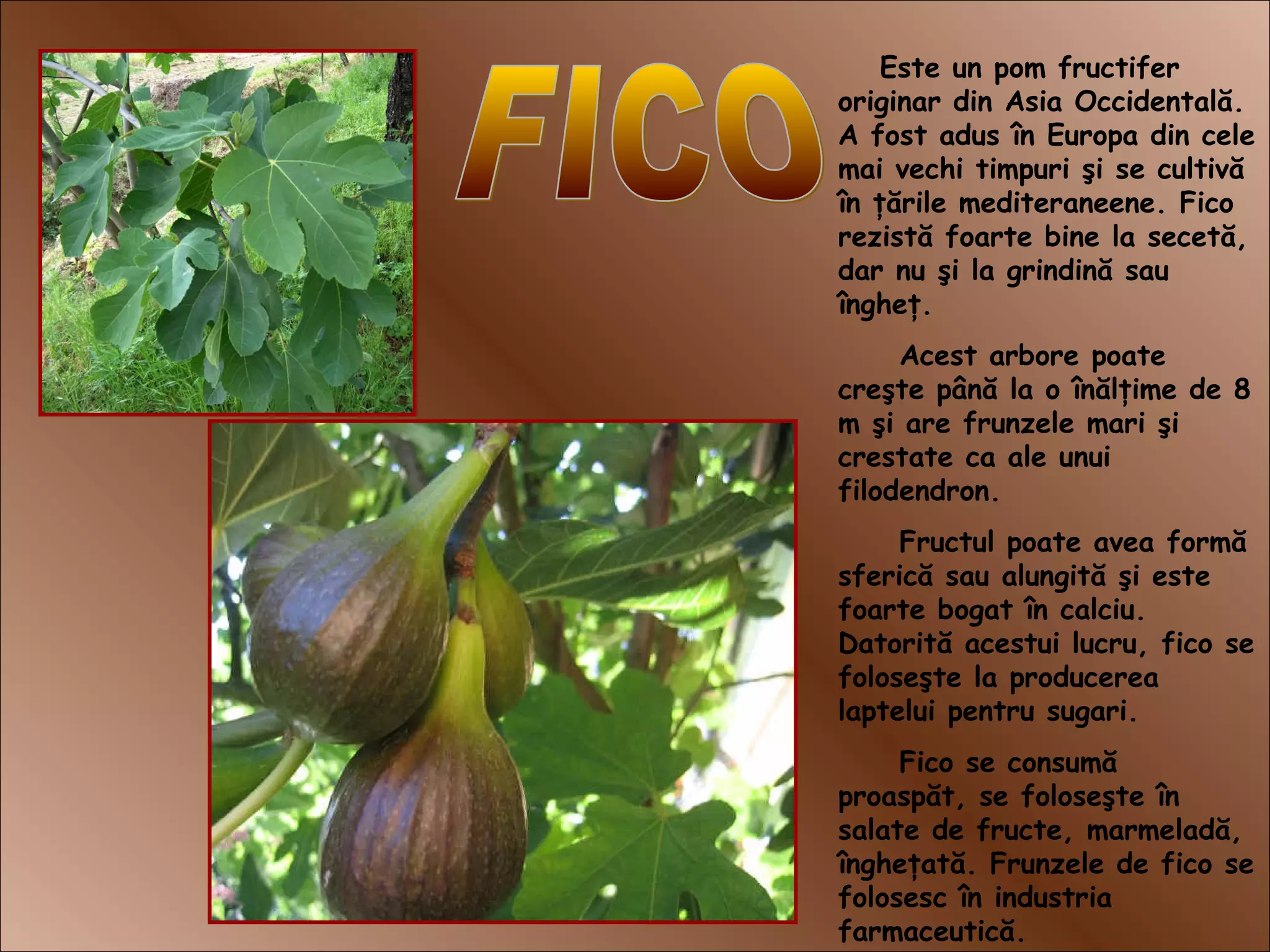 Este un pom fructifer
originar din Asia Occidentală.
A fost adus în Europa din cele
mai vechi timpuri şi se cultivă
în ţările mediteraneene. Fico
rezistă foarte bine la secetă,
dar nu şi la grindină sau
îngheţ.
Acest arbore poate
creşte până la o înălţime de 8
m şi are frunzele mari şi
crestate ca ale unui
filodendron.
Fructul poate avea formă
sferică sau alungită şi este
foarte bogat în calciu.
Datorită acestui lucru, fico se
foloseşte la producerea
laptelui pentru sugari.
Fico se consumă
proaspăt, se foloseşte în
salate de fructe, marmeladă,
îngheţată. Frunzele de fico se
folosesc în industria
farmaceutică.
 