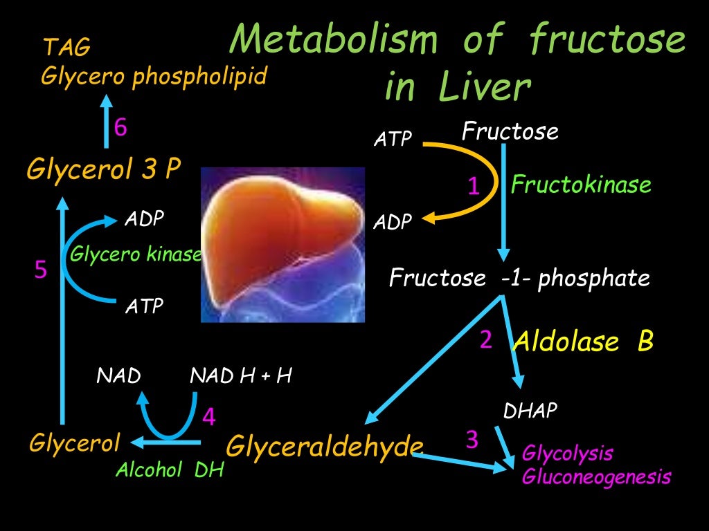 Fructose metabolism