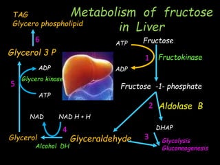 Metabolism of fructose
in Liver
Fructose
Fructose -1- phosphate
Glyceraldehyde
ATP
ADP
Fructokinase
TAG
Glycero phospholipid
Aldolase B
DHAP
Glycerol 3 P
Alcohol DH
Glycerol
NAD NAD H + H
Glycero kinase
ATP
ADP
Glycolysis
Gluconeogenesis
1
2
3
4
5
6
 