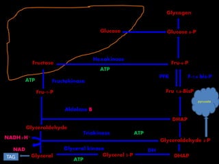 Fructose
Fru-1-P
Glyceraldehyde
Glycerol
Glucose
Fru-6-P
DHAP
Glucose 6-P
Fru 1,6-BisP
Glycerol 3-P DHAP
Glyceraldehyde 3-P
PFK F-1,6 bis-P
Hexokinase
ATP
FructokinaseATP
Aldolase B
Triokinase ATP
Glycerol kinase
ATP
DH
Glycogen
NADH+H+
NAD
TAG
pyruvate
 