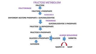 FRUCTOSE METABOLISM
FRUCTOSE
FRUCTOKINASE
FRUCTOSE 1 PHOSPHATE
ALDOLASE B
DIHYDROXY ACETONE PHOSPHATE + GLYCERALEDEHYDE
TRIOKINASE
GLYCERALEDEHYDE 3 PHOSPHATE
FRUCTOSE 1,6 BIPHOSPHATE
FRUCTOSE 6 PHOSPHATE
ALDOSE REDUCATASE
GLUCOSE 6 PHOSPHATE GLUCOSE SORBITOL
GLYCOGEN
NADPH +H NADP
 