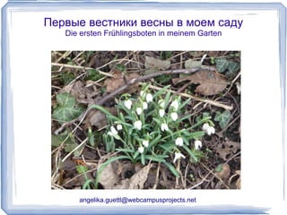 Первые вестники весны в моем саду Die ersten Frühlingsboten in meinem Garten [email_address] 