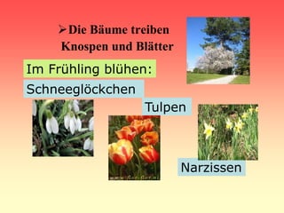 Die Bäume treiben
Knospen und Blätter
Im Frühling blühen:
Schneeglöckchen
Tulpen
Narzissen
 