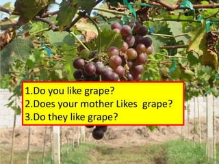 1.Do you like grape?
2.Does your mother Likes grape?
3.Do they like grape?
 