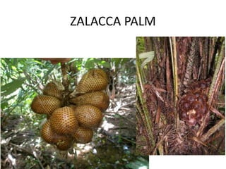 ZALACCA PALM
 