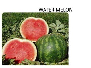 WATER MELON
 