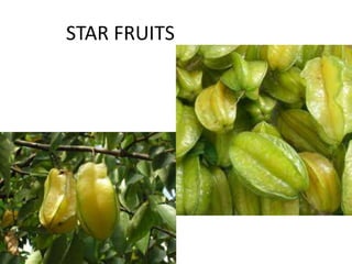 STAR FRUITS
 