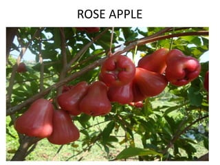 ROSE APPLE
 