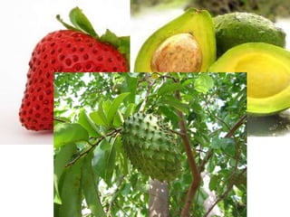 Fruit