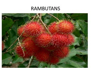 RAMBUTANS
 