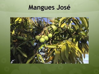 Mangues JoséMangues José
 