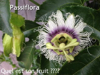 PassifloraPassiflora
Quel est son fruit ????
 