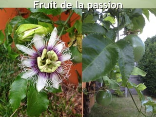 Fruit de la passionFruit de la passion
 