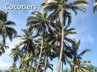 CocotiersCocotiers
 