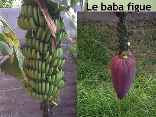 Le baba figueLe baba figue
 