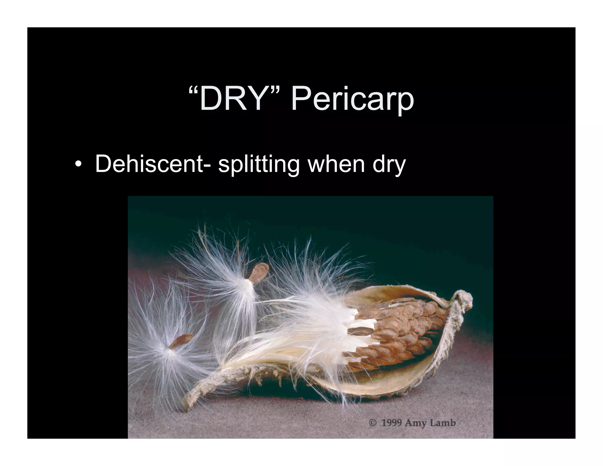 A Look at Fruit Types