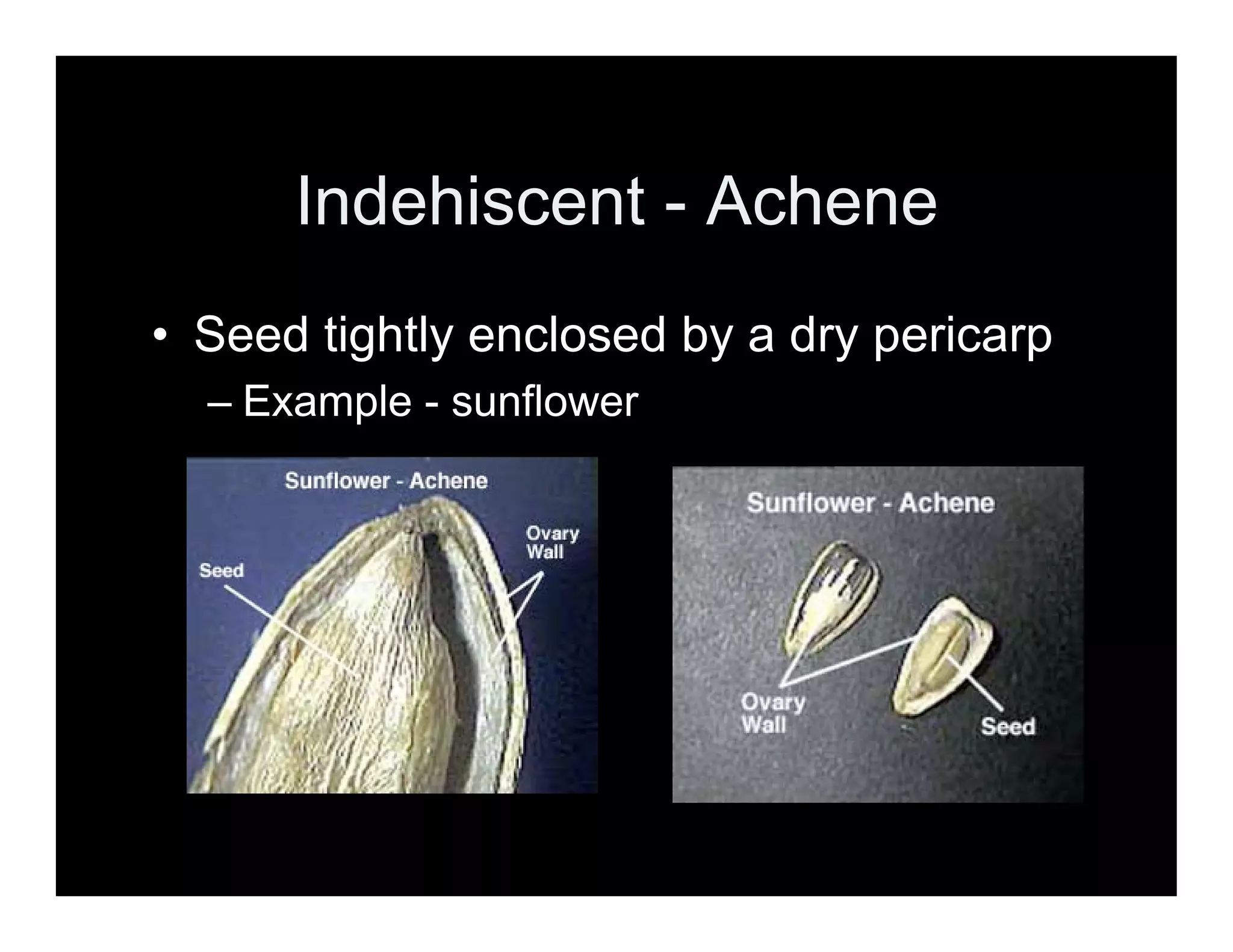 A Look at Fruit Types