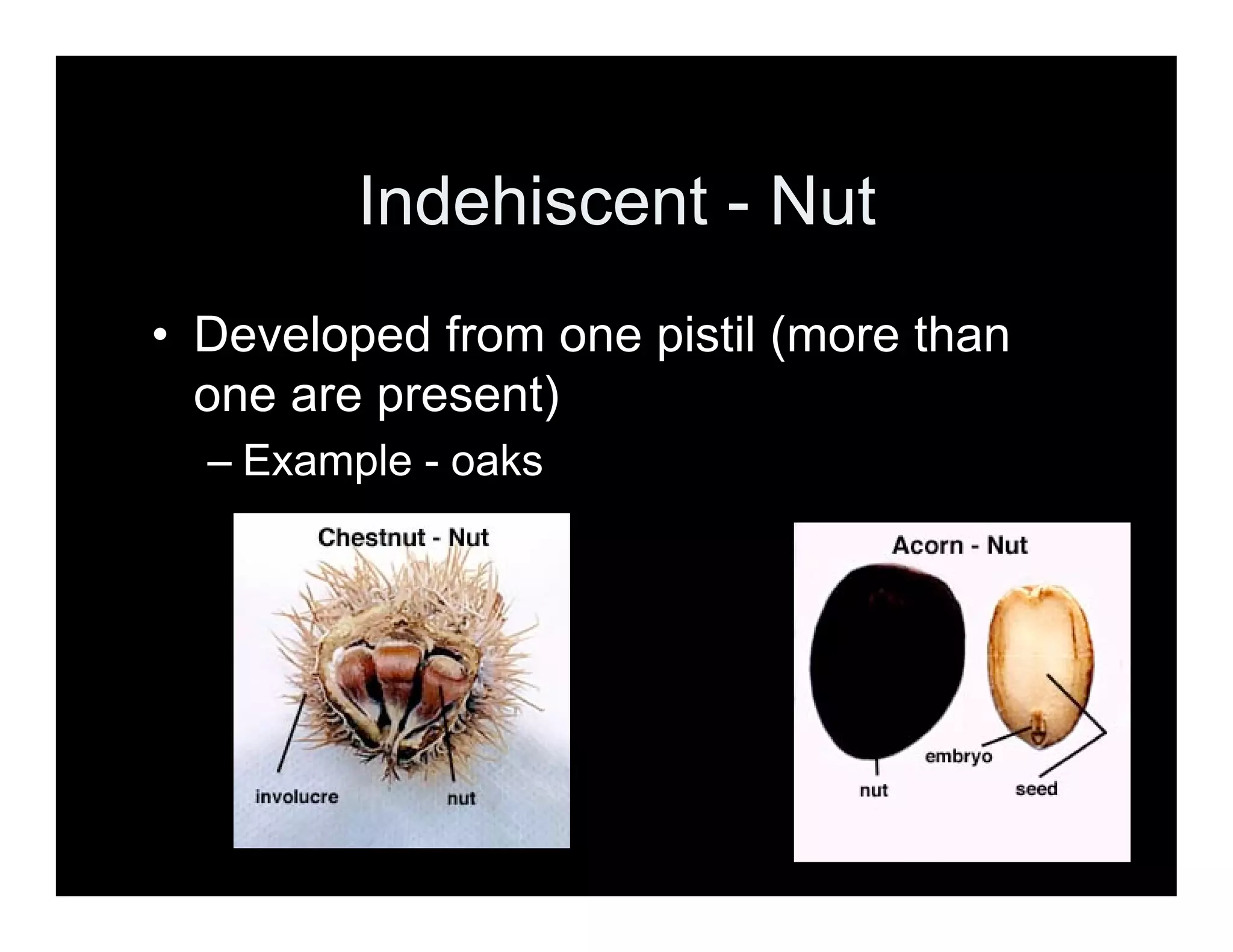A Look at Fruit Types