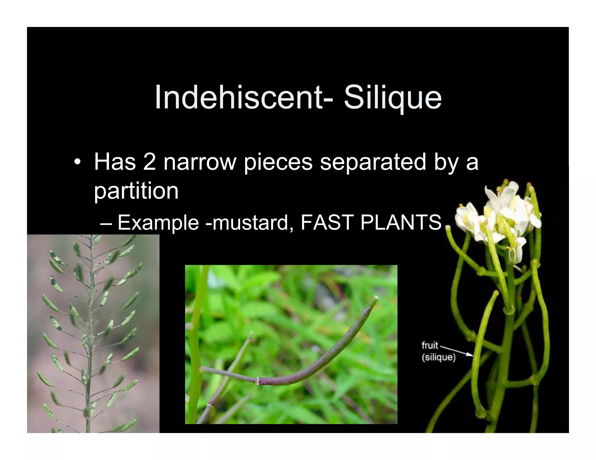 A Look at Fruit Types