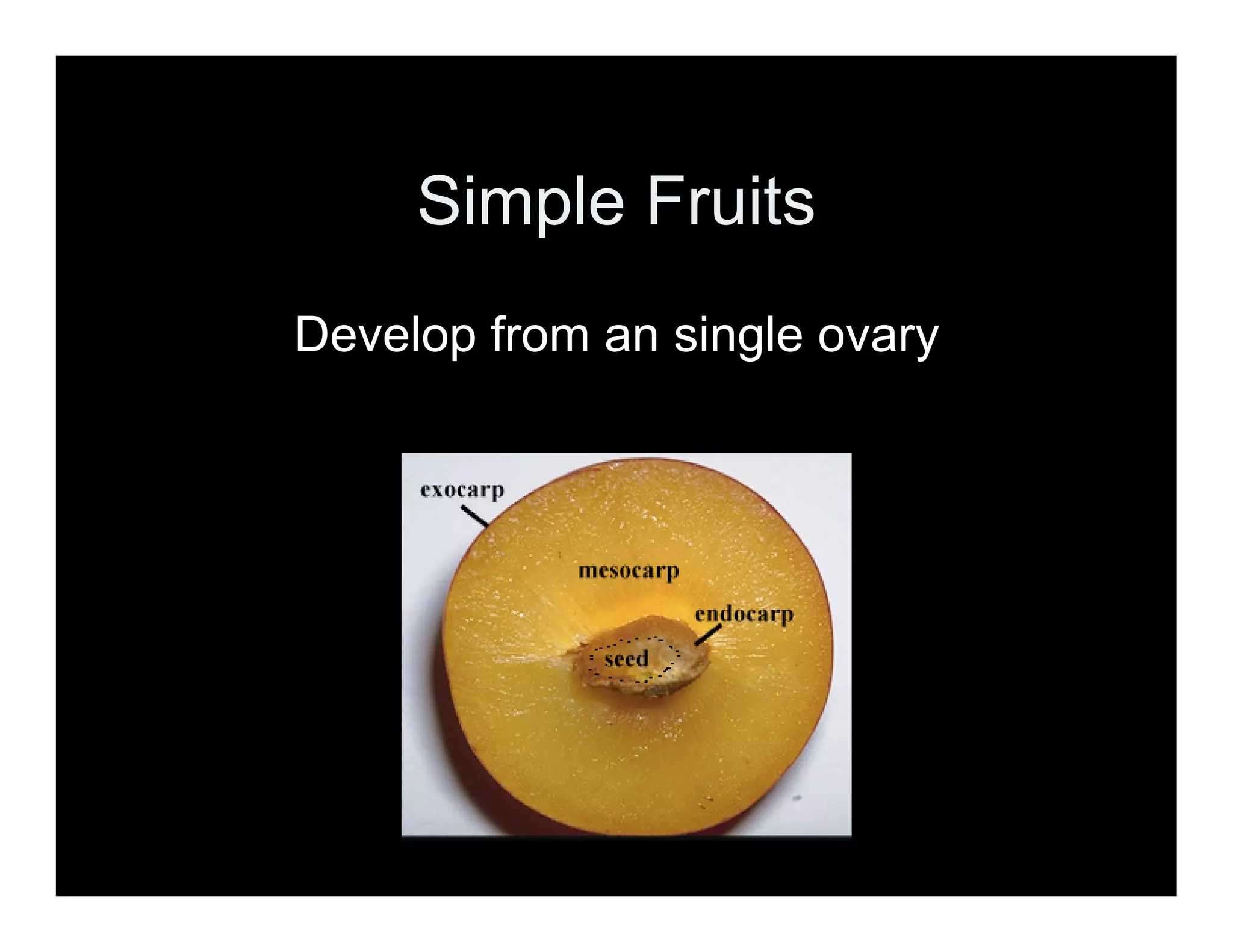 A Look at Fruit Types