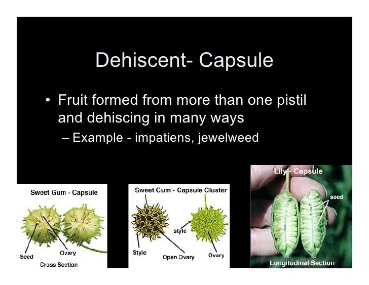 A Look at Fruit Types