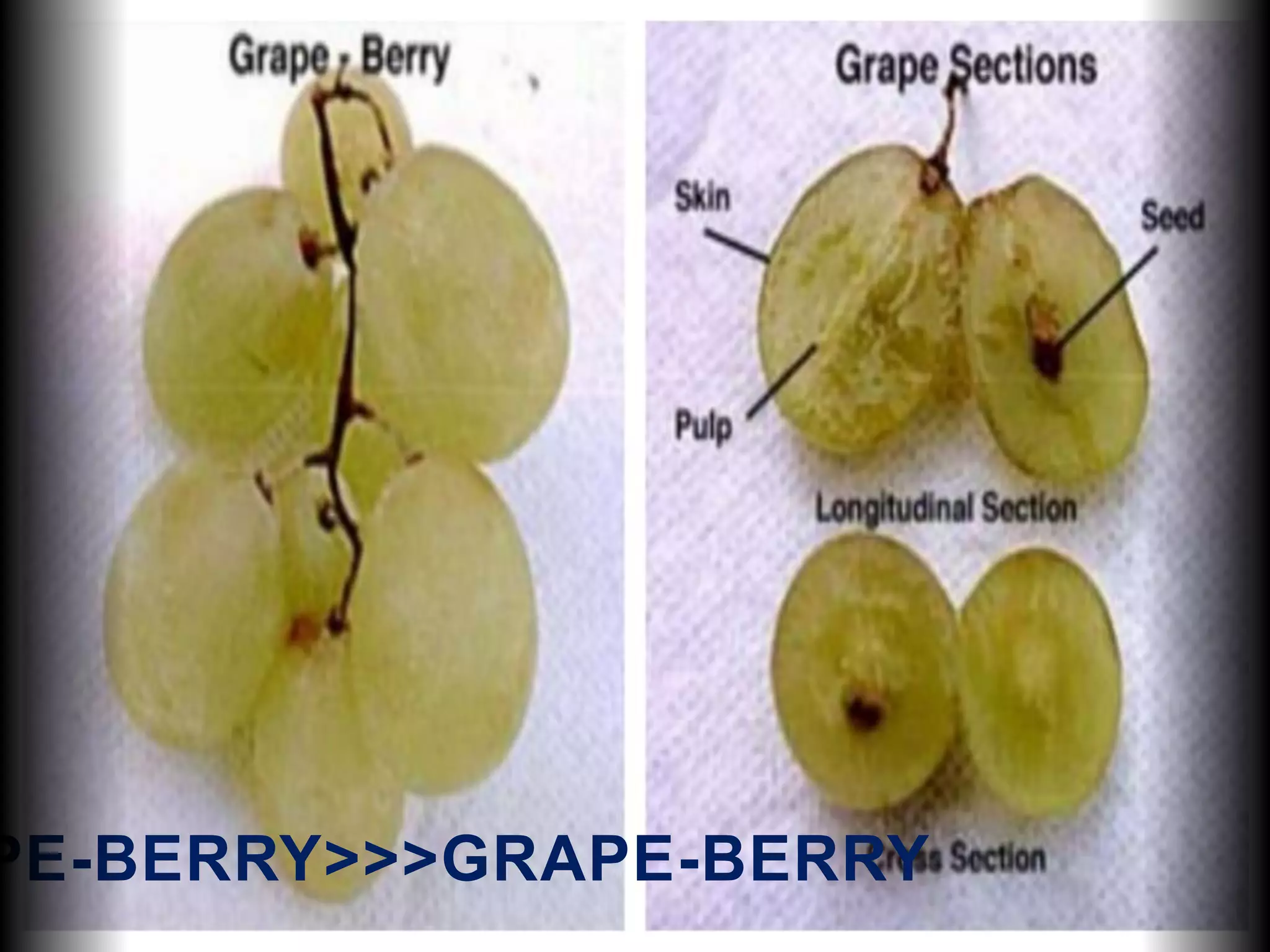 PE-BERRY>>>GRAPE-BERRY
 