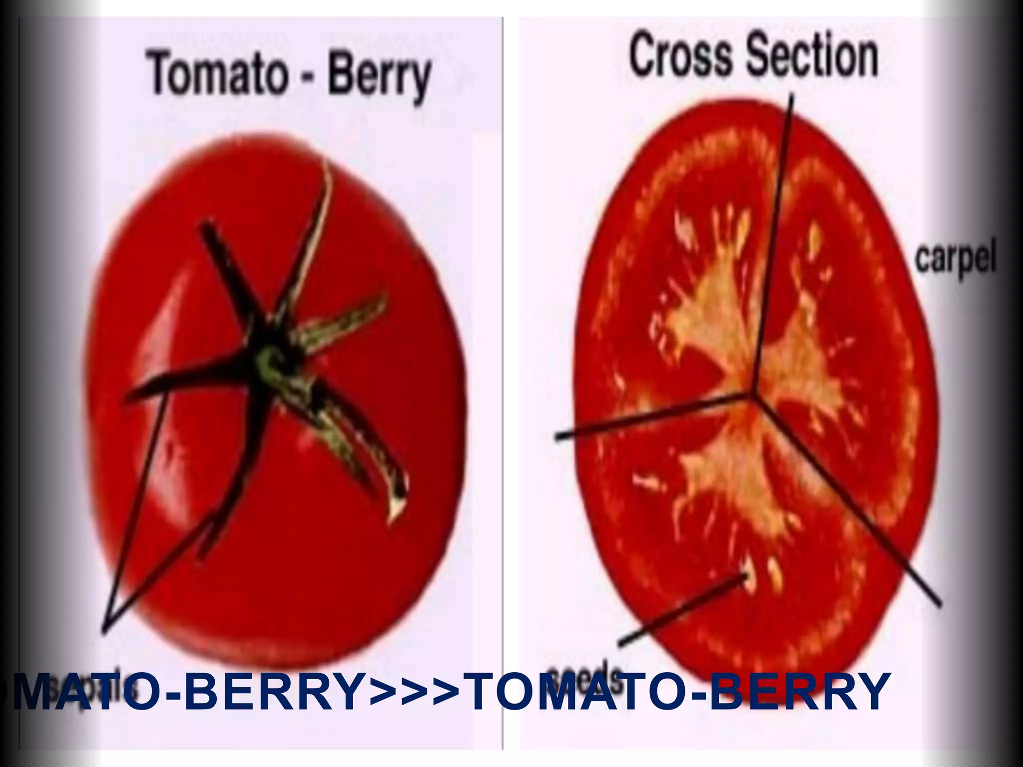 OMATO-BERRY>>>TOMATO-BERRY
 