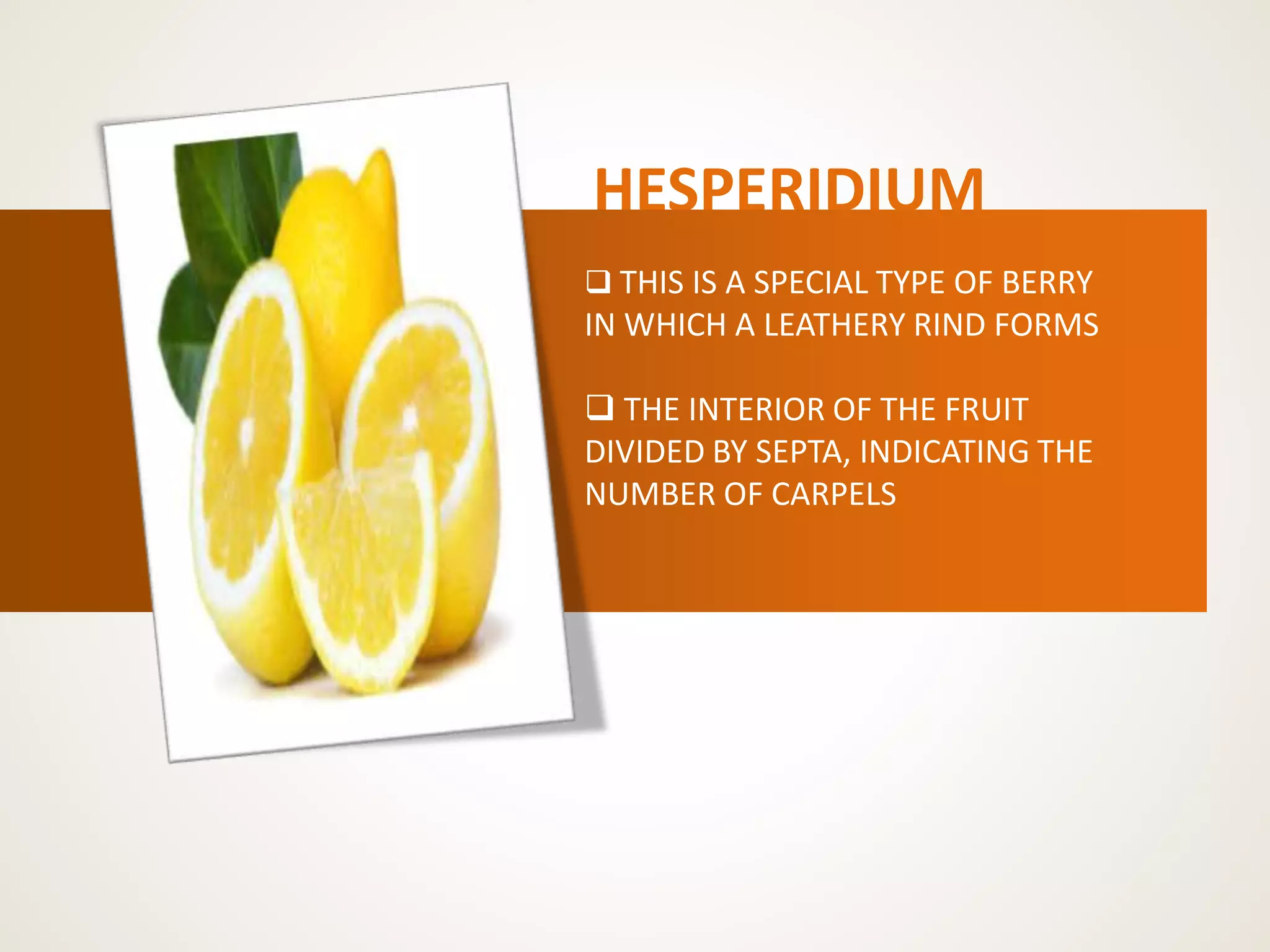 HESPERIDIUM
 THIS IS A SPECIAL TYPE OF BERRY
IN WHICH A LEATHERY RIND FORMS
 THE INTERIOR OF THE FRUIT
DIVIDED BY SEPTA, INDICATING THE
NUMBER OF CARPELS
 
