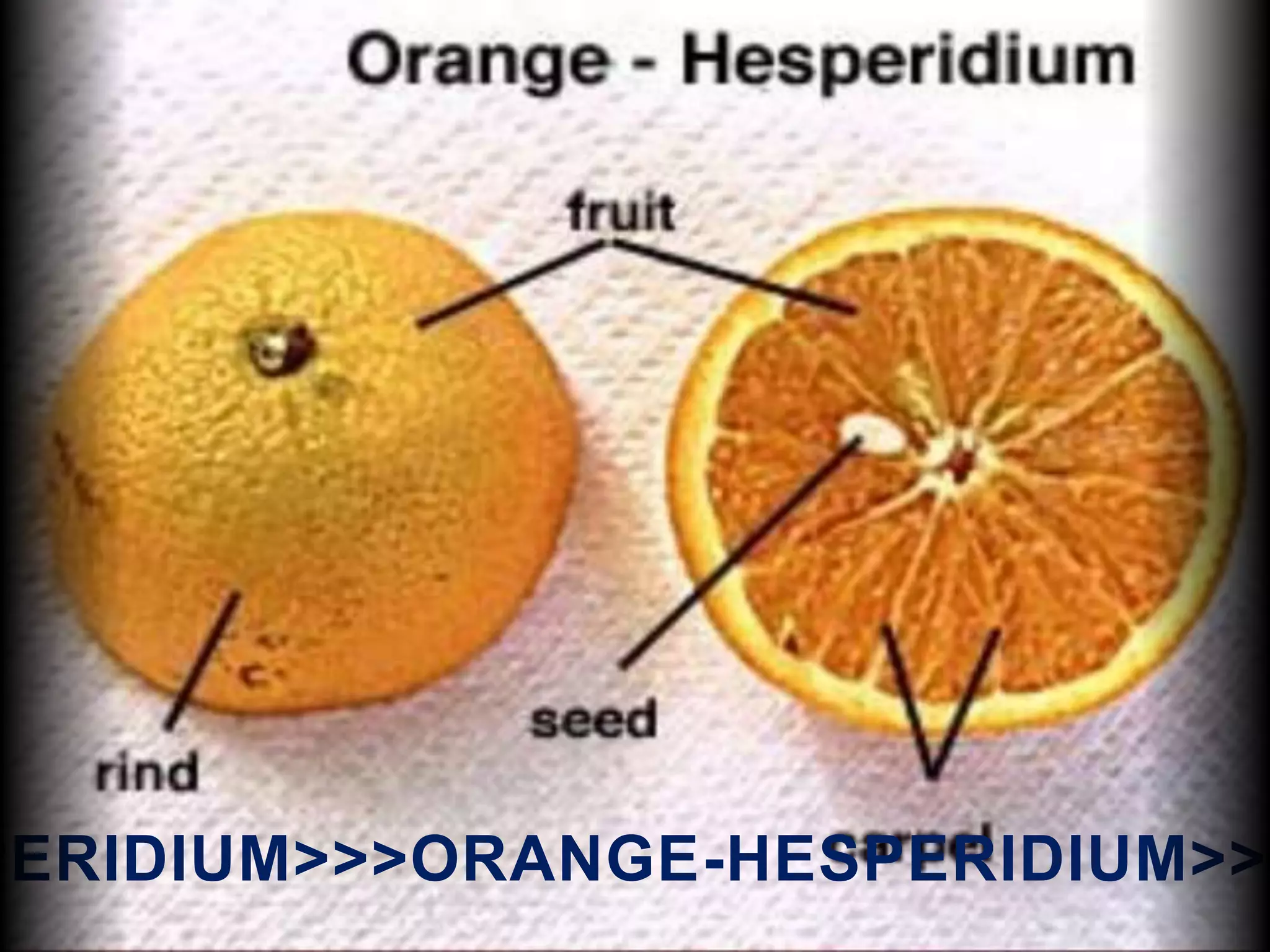 PERIDIUM>>>ORANGE-HESPERIDIUM>>>
 