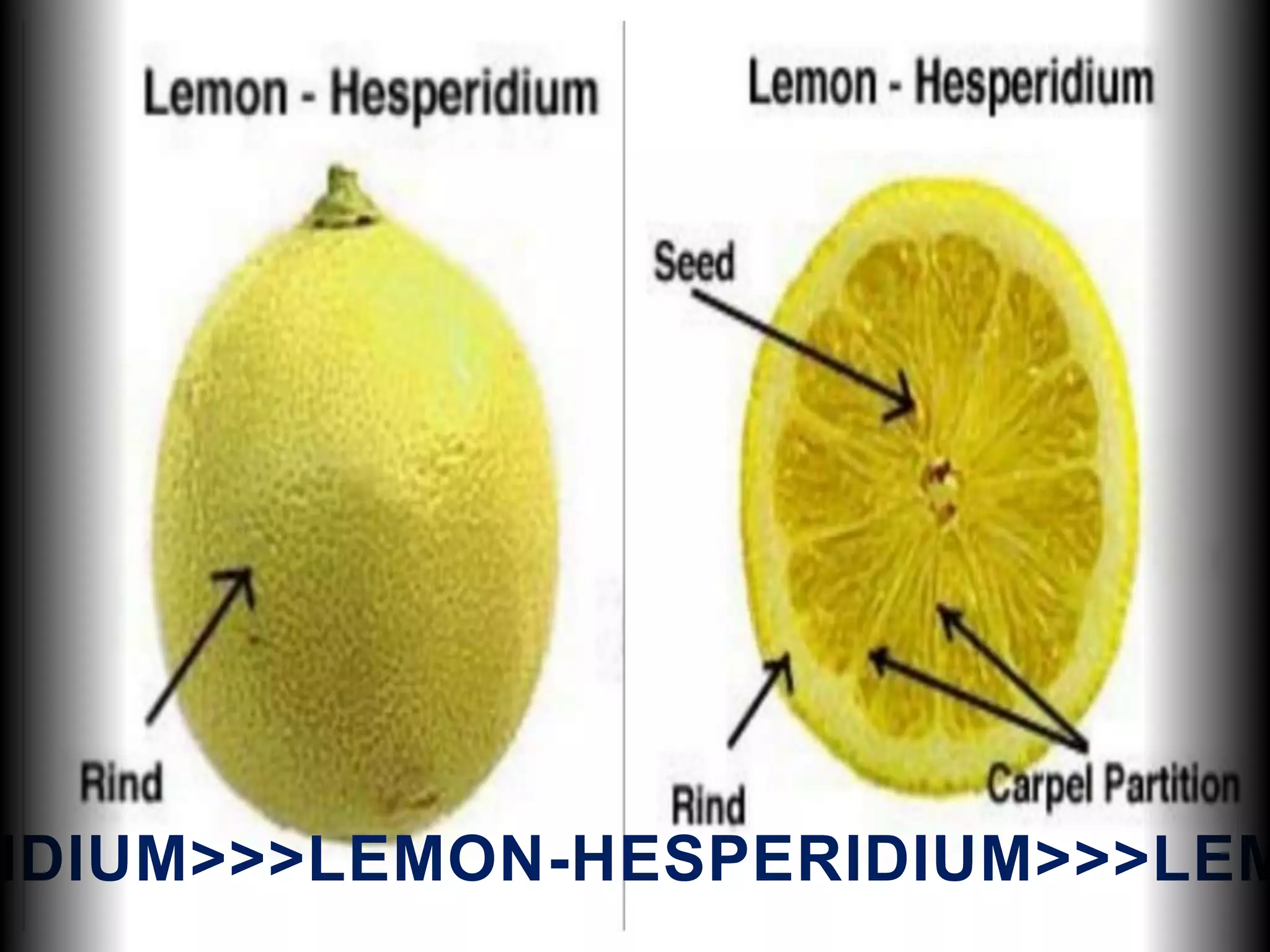 IDIUM>>>LEMON-HESPERIDIUM>>>LEM
 