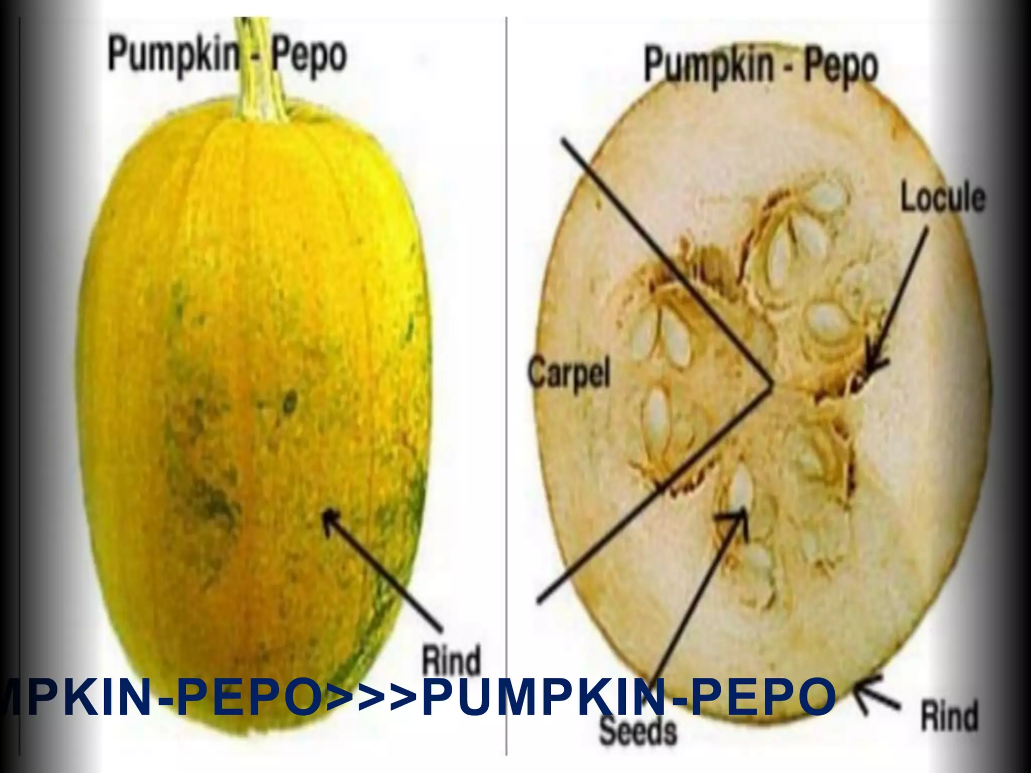MPKIN-PEPO>>>PUMPKIN-PEPO
 
