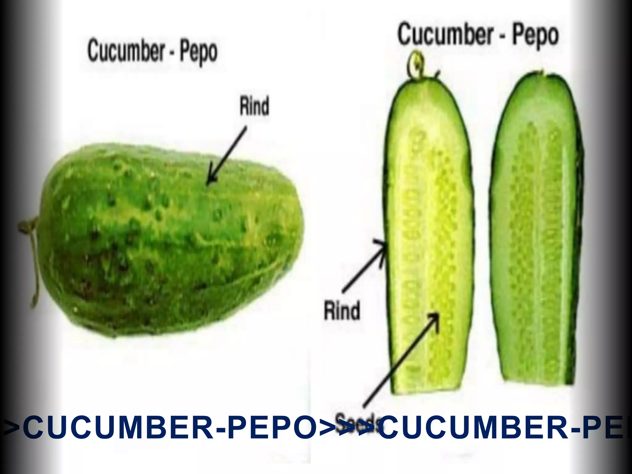 >>CUCUMBER-PEPO>>>CUCUMBER-PEP
 