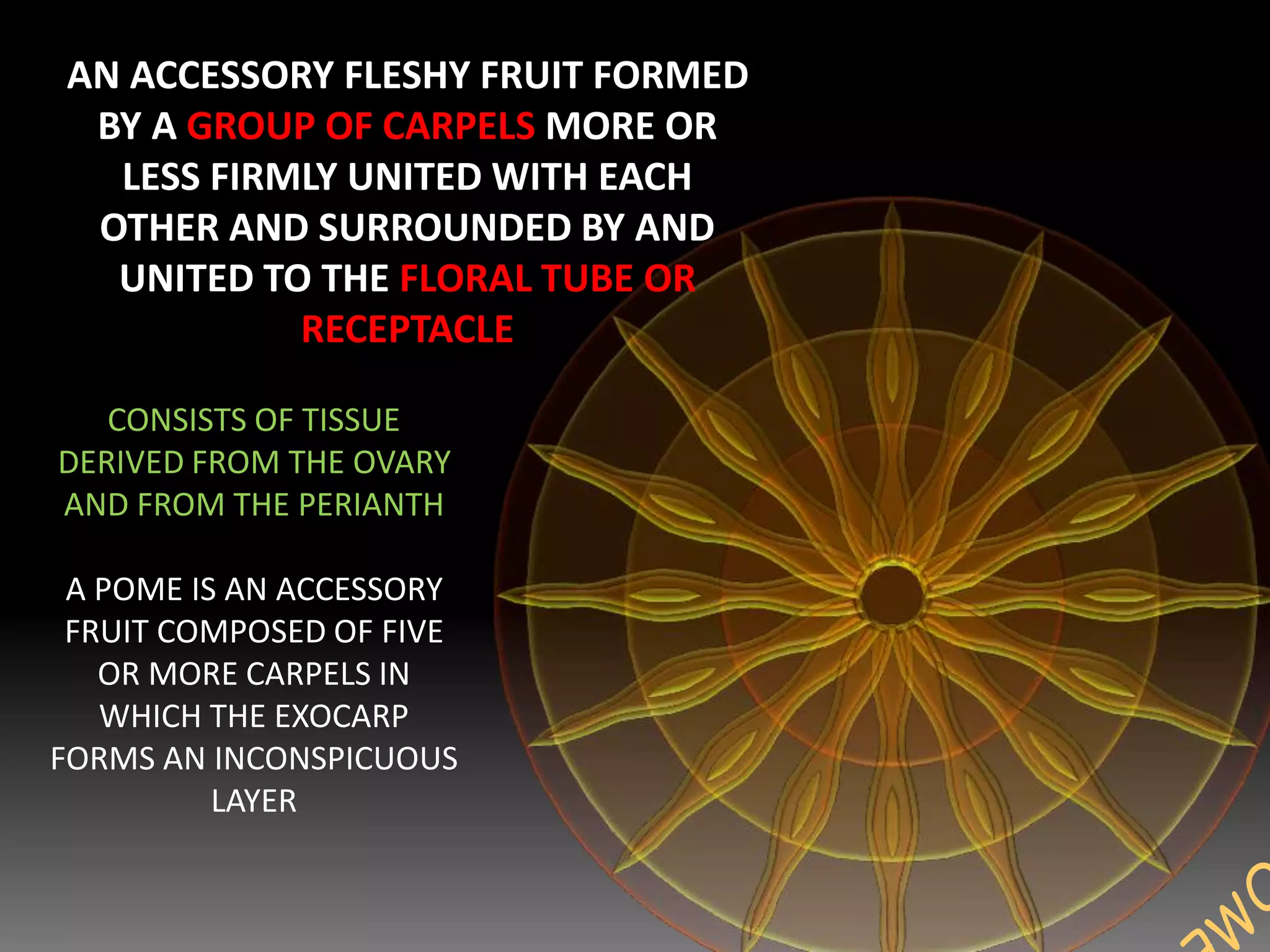 AN ACCESSORY FLESHY FRUIT FORMED
BY A GROUP OF CARPELS MORE OR
LESS FIRMLY UNITED WITH EACH
OTHER AND SURROUNDED BY AND
UNITED TO THE FLORAL TUBE OR
RECEPTACLE
CONSISTS OF TISSUE
DERIVED FROM THE OVARY
AND FROM THE PERIANTH
A POME IS AN ACCESSORY
FRUIT COMPOSED OF FIVE
OR MORE CARPELS IN
WHICH THE EXOCARP
FORMS AN INCONSPICUOUS
LAYER
 