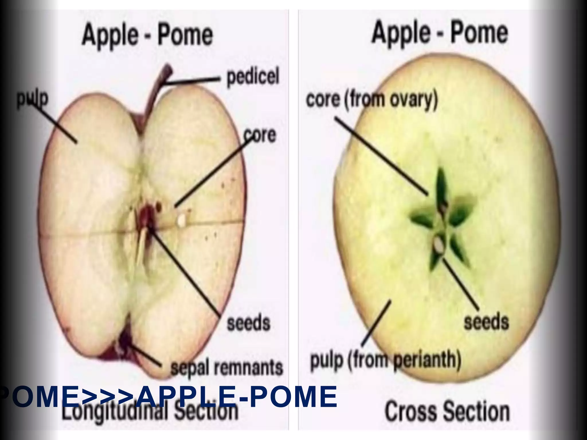 POME>>>APPLE-POME
 