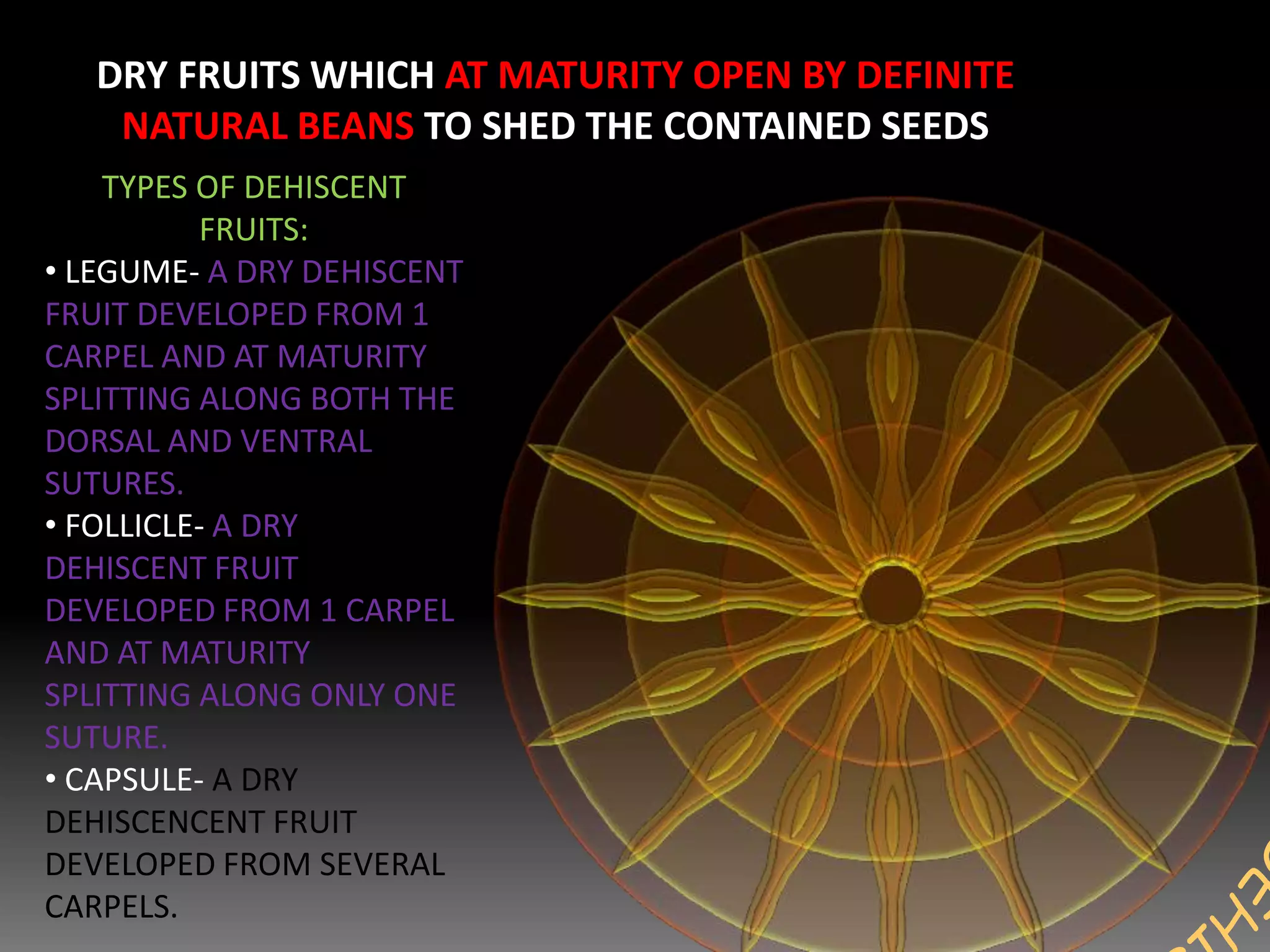 DRY FRUITS WHICH AT MATURITY OPEN BY DEFINITE
NATURAL BEANS TO SHED THE CONTAINED SEEDS
TYPES OF DEHISCENT
FRUITS:
• LEGUME- A DRY DEHISCENT
FRUIT DEVELOPED FROM 1
CARPEL AND AT MATURITY
SPLITTING ALONG BOTH THE
DORSAL AND VENTRAL
SUTURES.
• FOLLICLE- A DRY
DEHISCENT FRUIT
DEVELOPED FROM 1 CARPEL
AND AT MATURITY
SPLITTING ALONG ONLY ONE
SUTURE.
• CAPSULE- A DRY
DEHISCENCENT FRUIT
DEVELOPED FROM SEVERAL
CARPELS.
 
