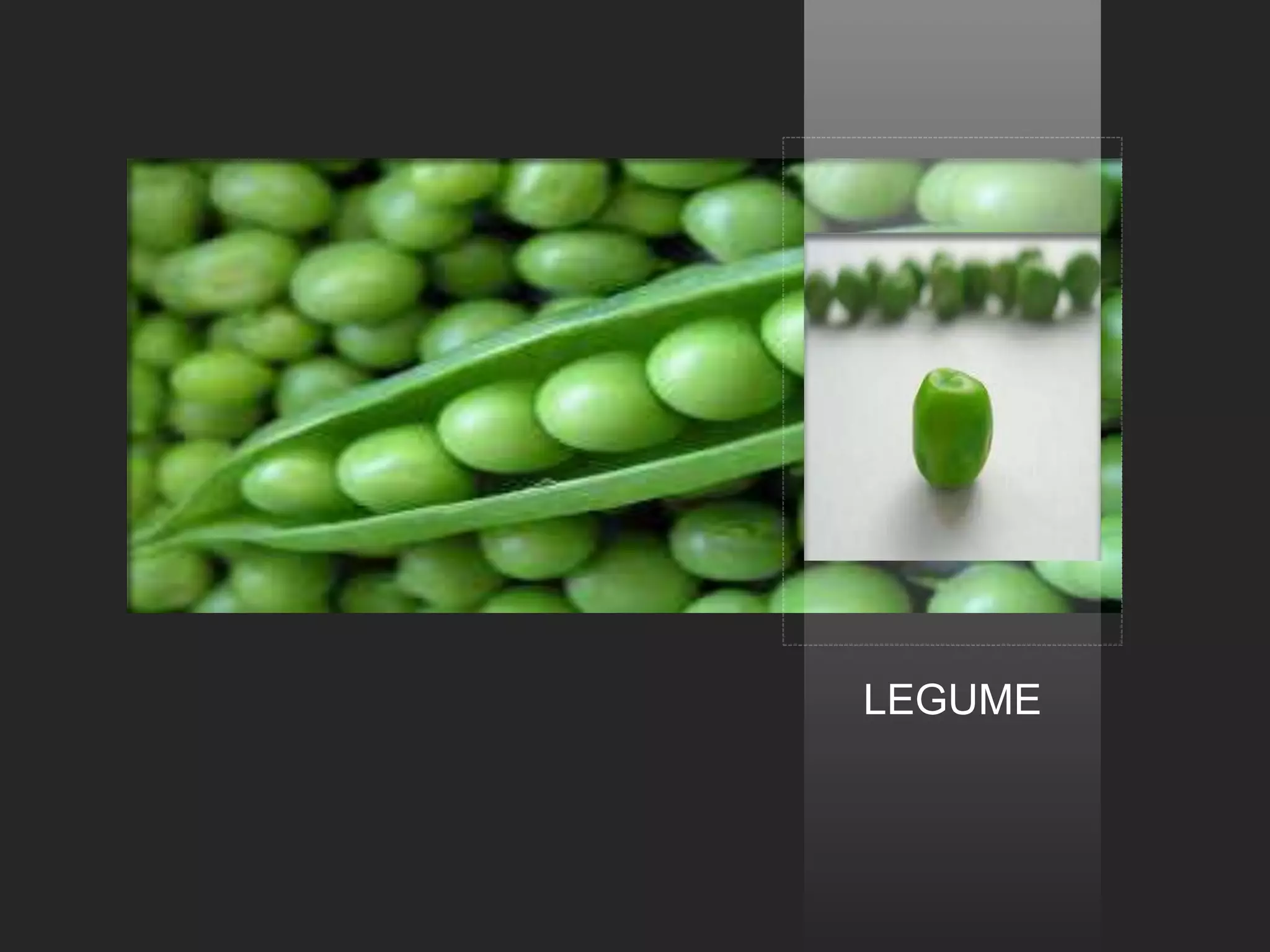 LEGUME
 
