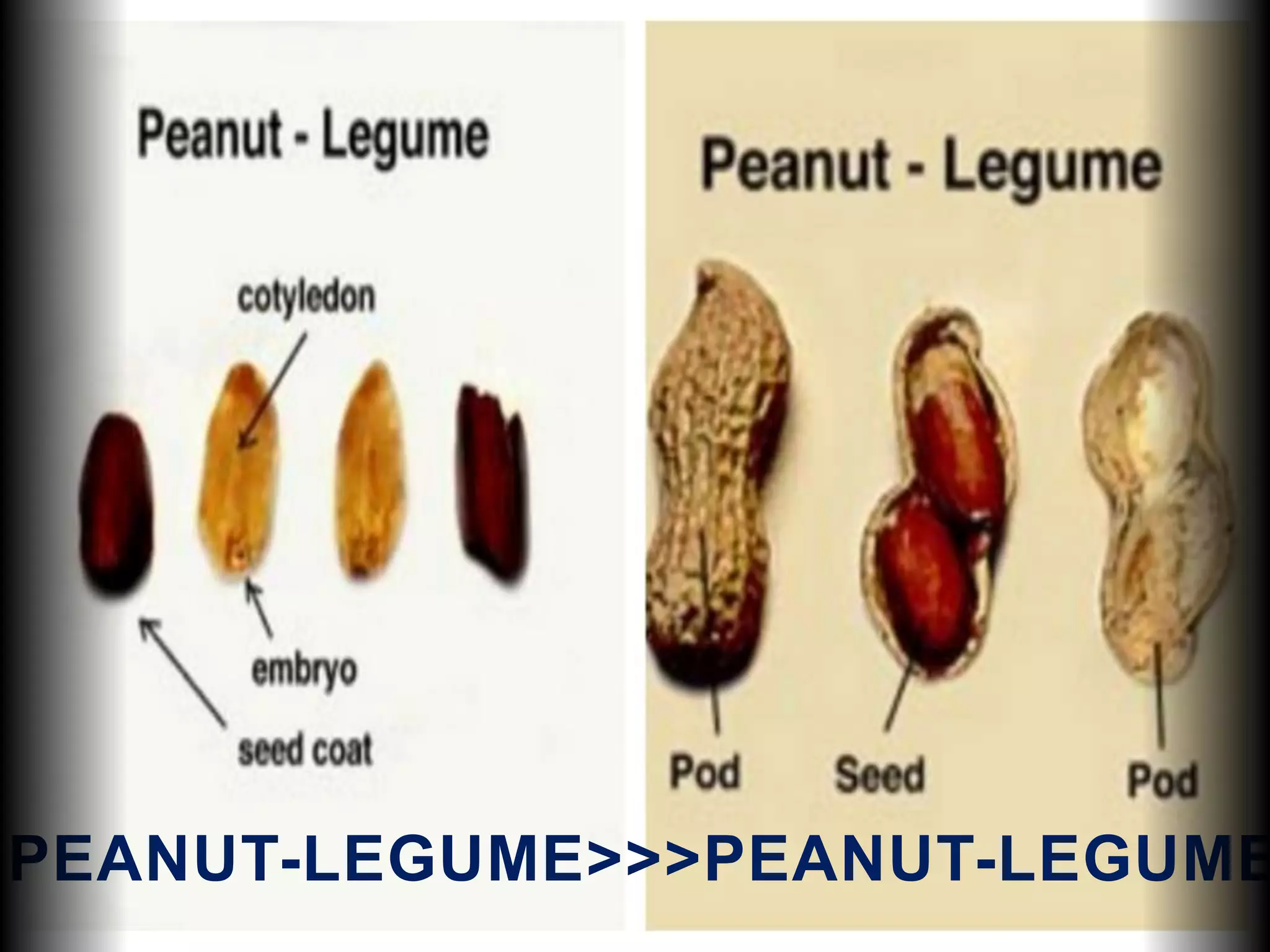 >PEANUT-LEGUME>>>PEANUT-LEGUME
 