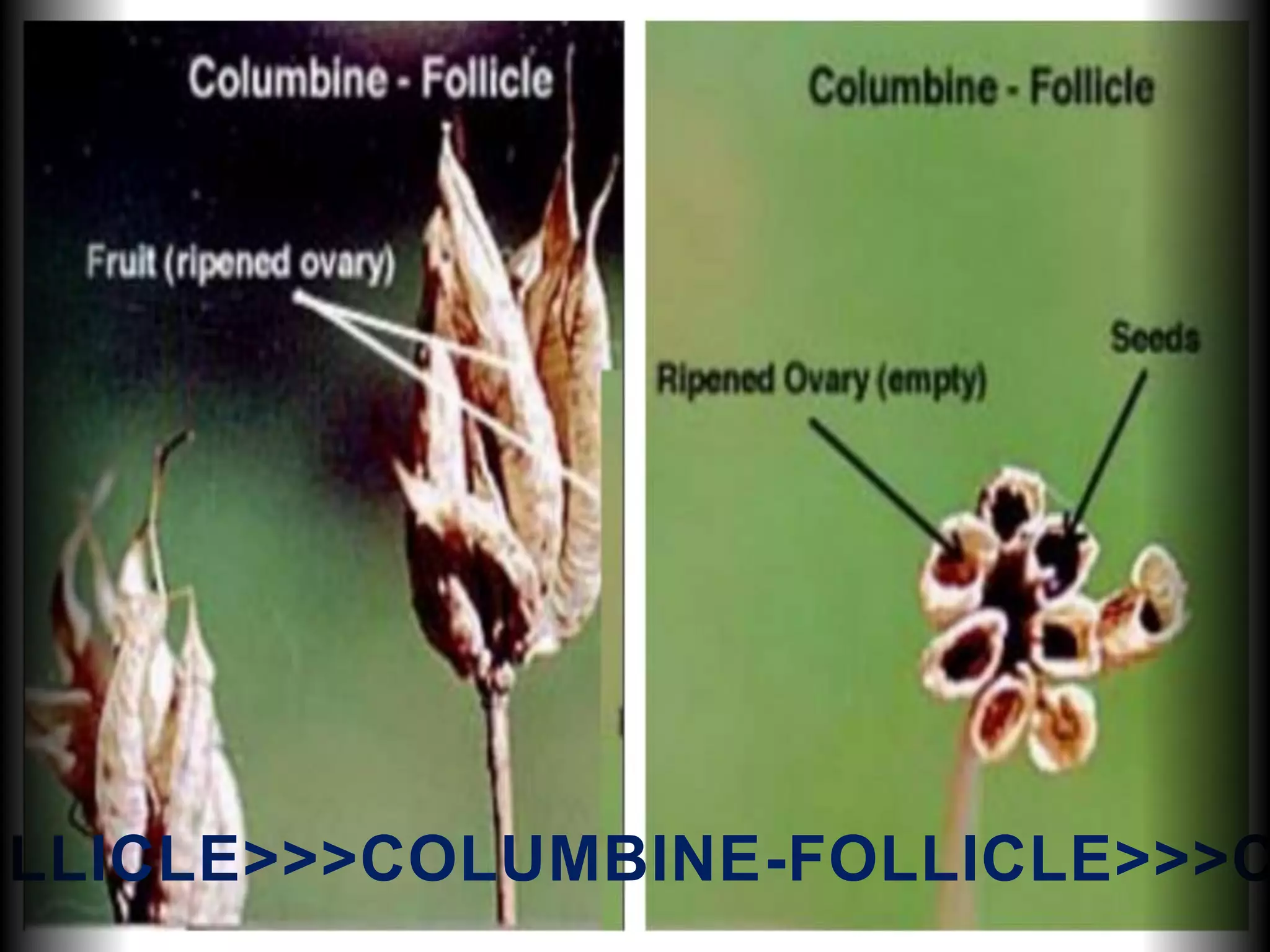 OLLICLE>>>COLUMBINE-FOLLICLE>>>C
 