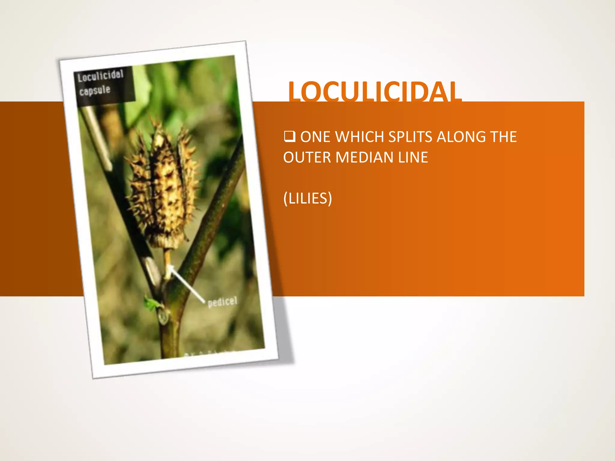 LOCULICIDAL
 ONE WHICH SPLITS ALONG THE
OUTER MEDIAN LINE
(LILIES)
 
