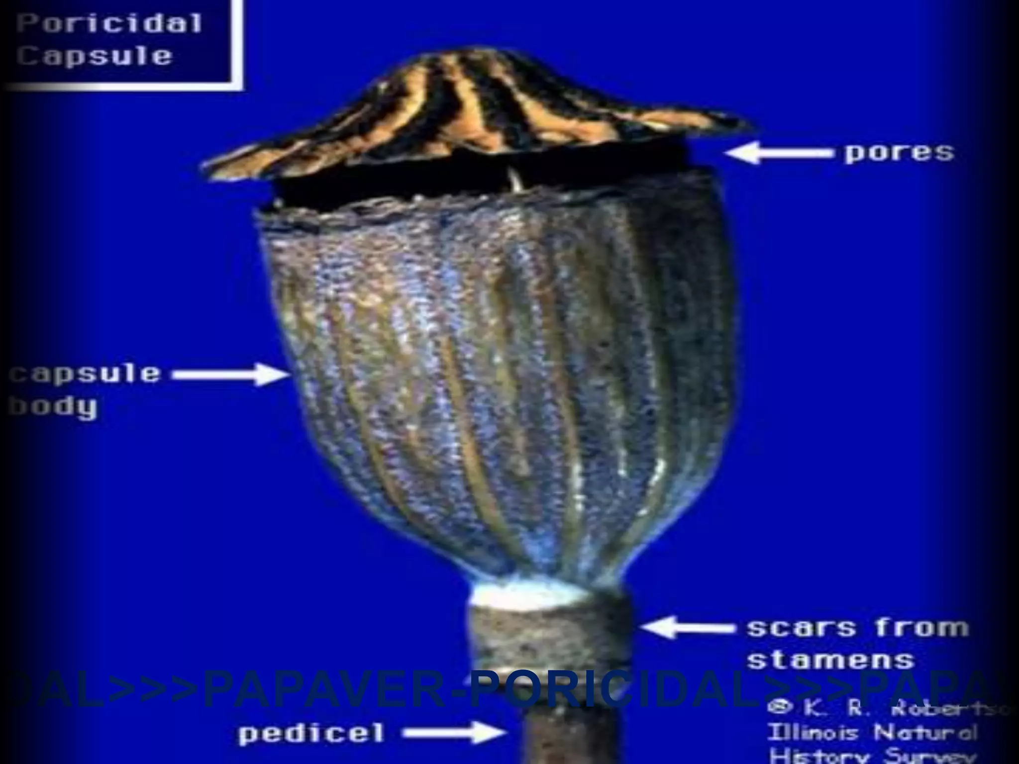 DAL>>>PAPAVER-PORICIDAL>>>PAPAV
 