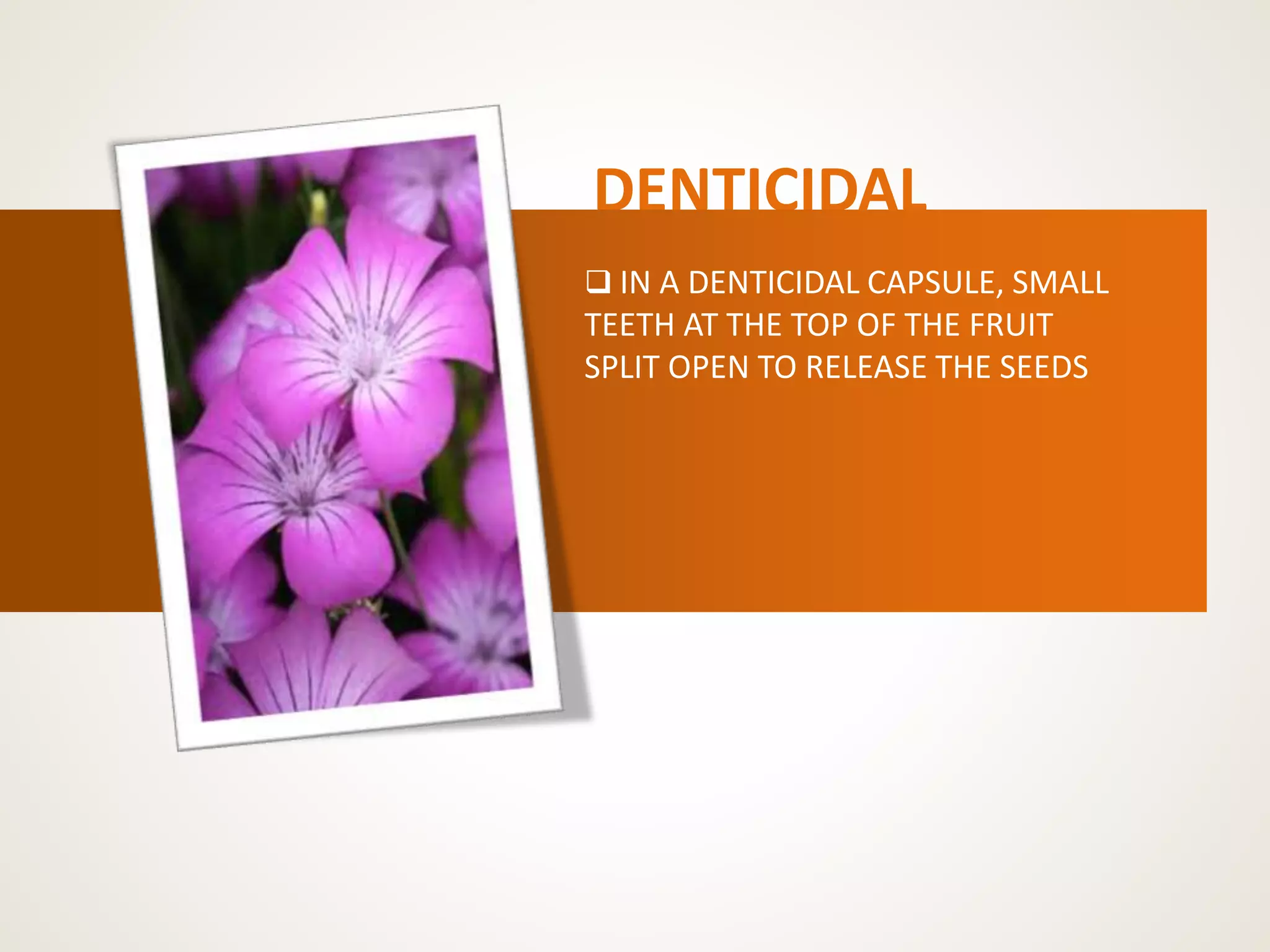 DENTICIDAL
 IN A DENTICIDAL CAPSULE, SMALL
TEETH AT THE TOP OF THE FRUIT
SPLIT OPEN TO RELEASE THE SEEDS
 