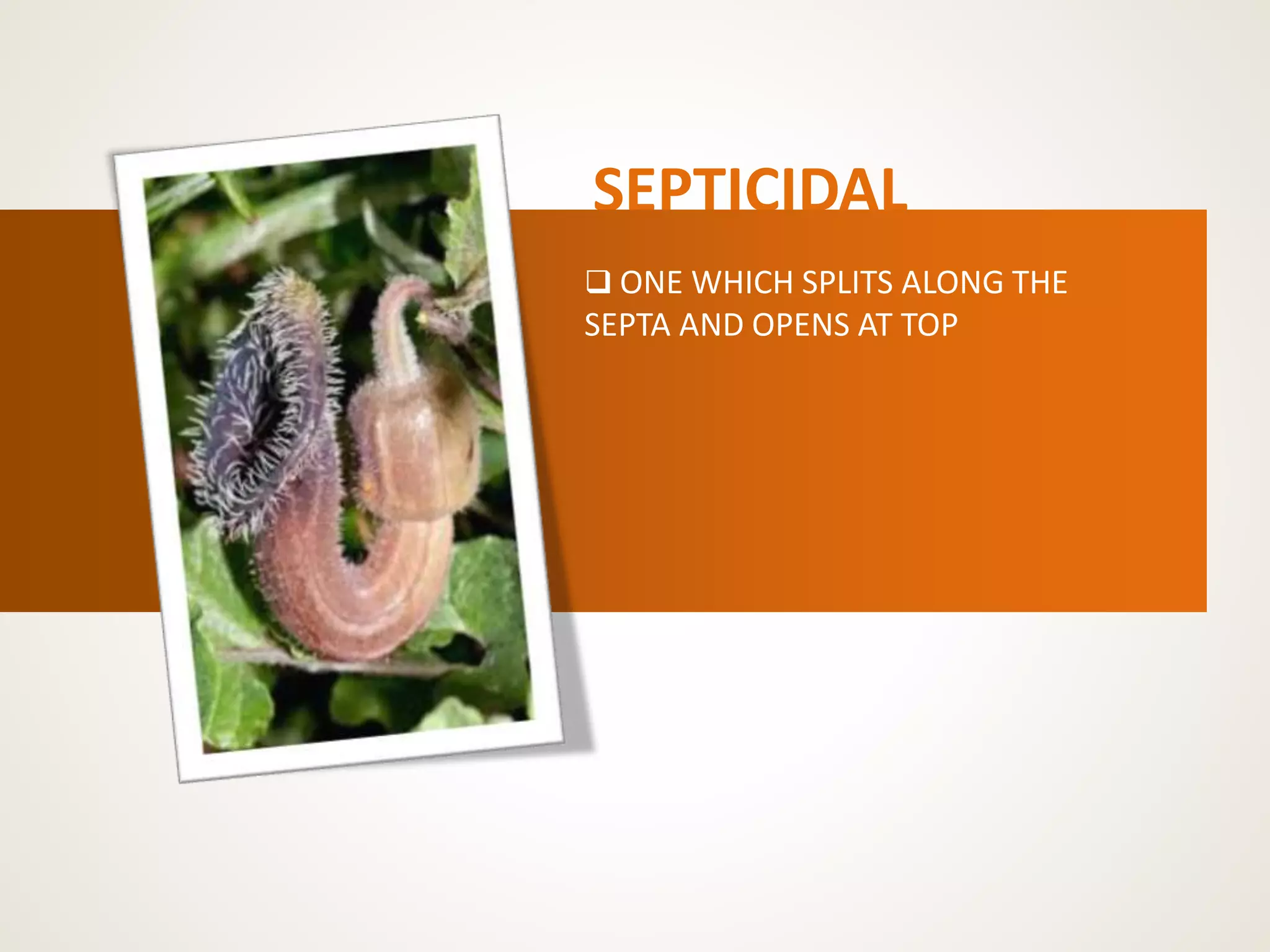 SEPTICIDAL
 ONE WHICH SPLITS ALONG THE
SEPTA AND OPENS AT TOP
 