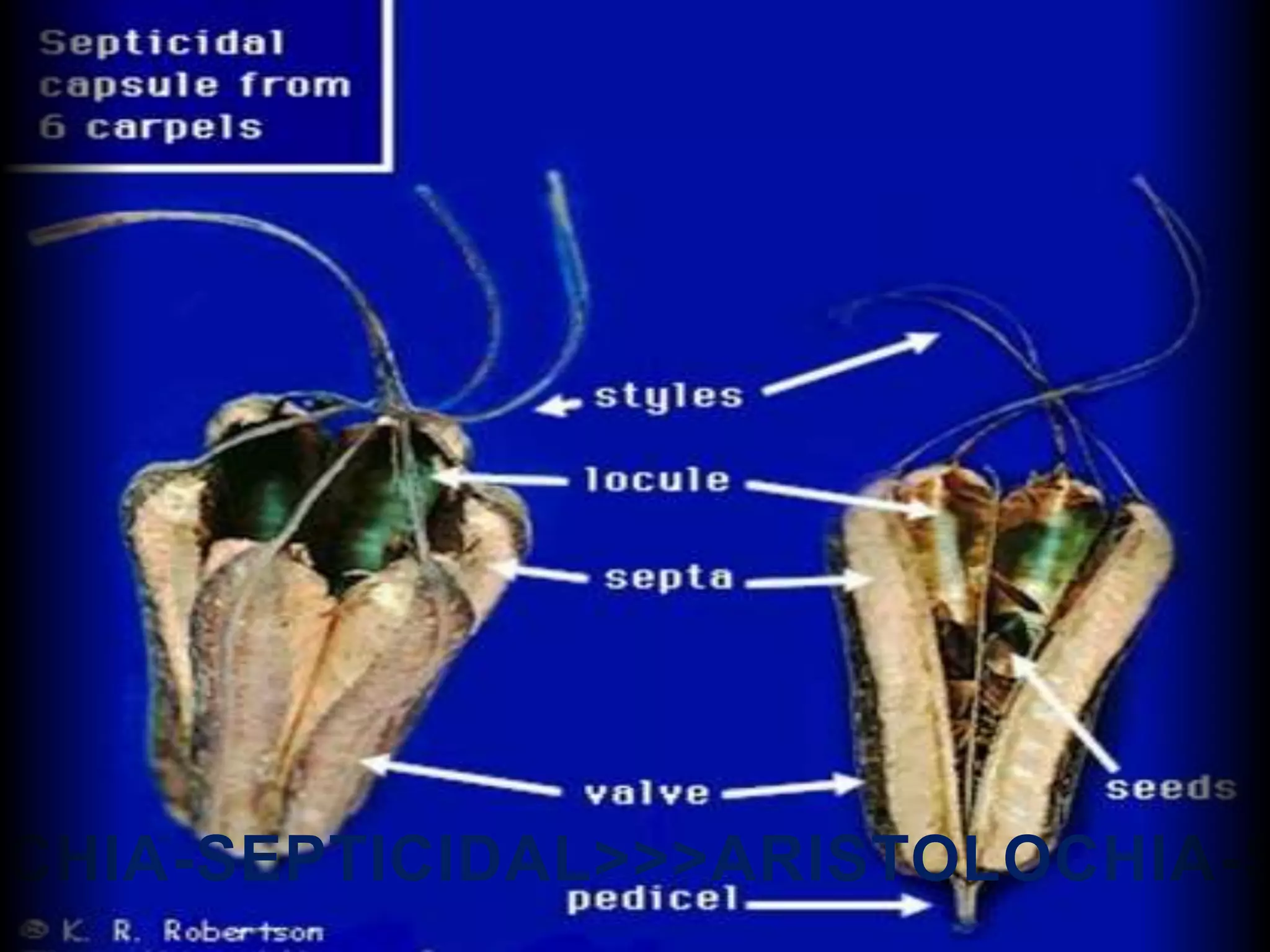 OCHIA-SEPTICIDAL>>>ARISTOLOCHIA-S
 
