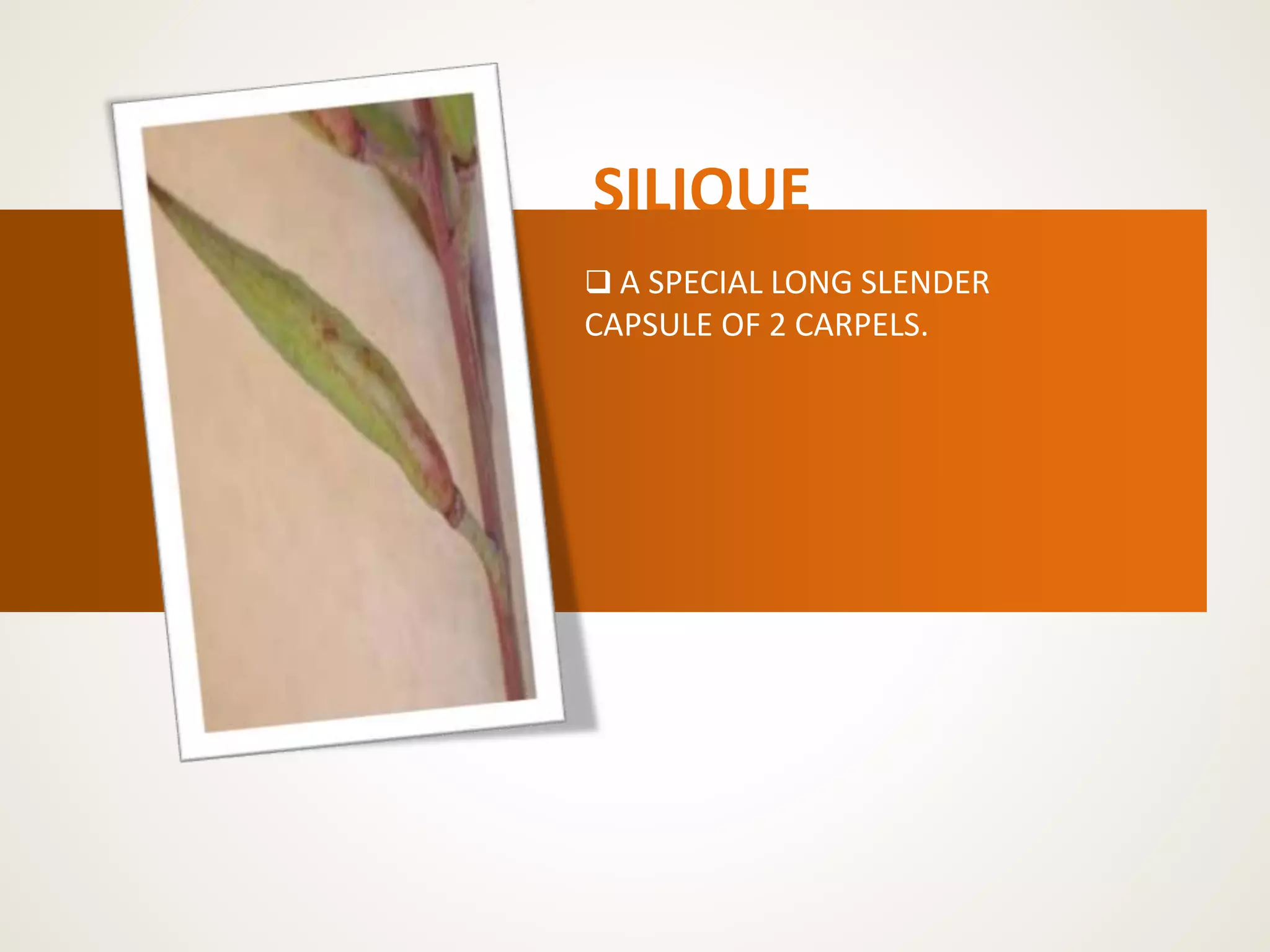 SILIQUE
 A SPECIAL LONG SLENDER
CAPSULE OF 2 CARPELS.
 